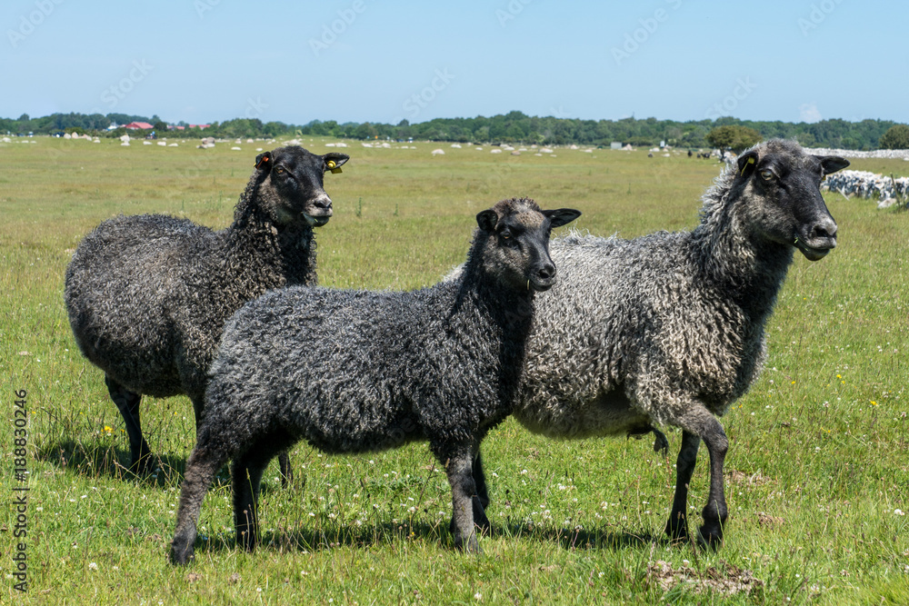 Fototapeta premium Three black sheep standing on a green field