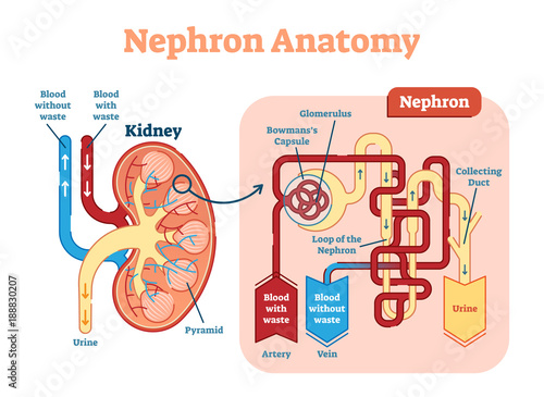 Kidney Nephron anatomy, vector illustration diagram scheme.