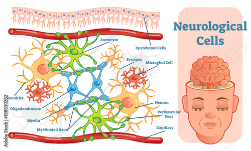 Neurological cells vector illustration diagram