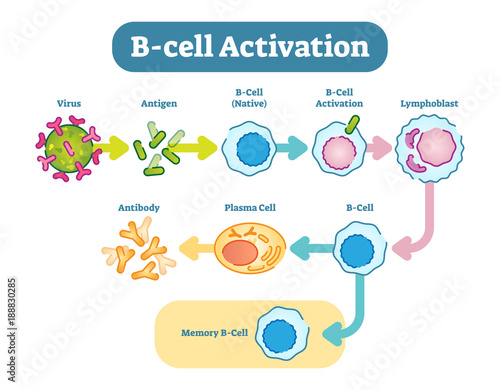 B-Cell activation diagram, vector scheme illustration.