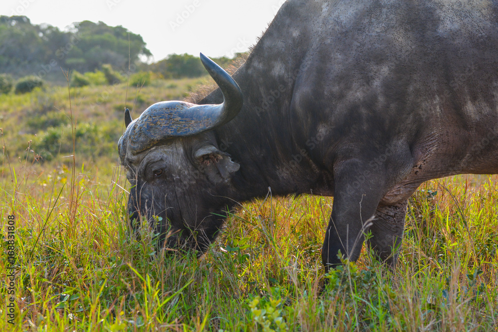 Obraz premium Buffalo