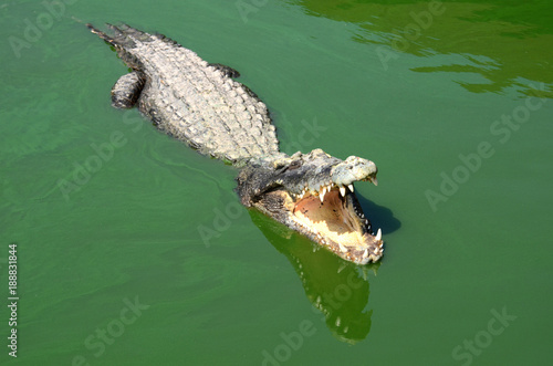 Crocodile (alligator-like reptile) on dark water surface.