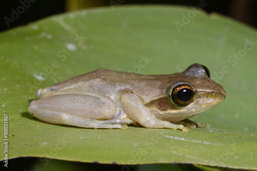 Madagaskarfrosch (Boophis tephraeomystax) - Madagascar frog photo