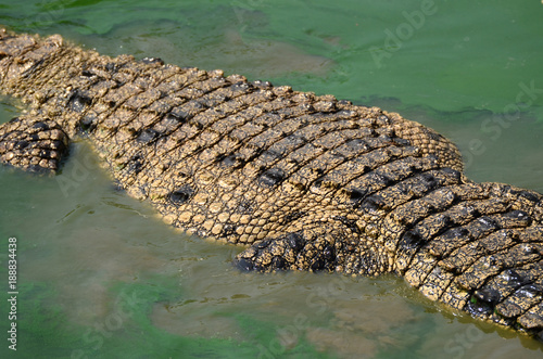 Crocodile (alligator-like reptile) on dark water surface.