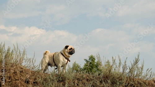 The wet little dog is a pug Konfuciy, looking distant, against the background of a blue sky.