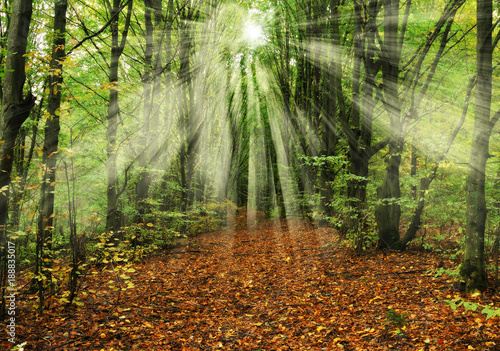 Fototapeta Naklejka Na Ścianę i Meble -  autumn forest. a picturesque foggy morning in an autumn forest