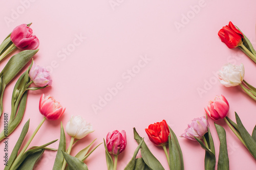 Pink background with tulips. Flat lay and top view.