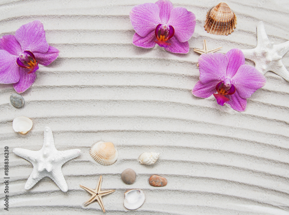 Seashells and starfish border Seashells and starfish border
