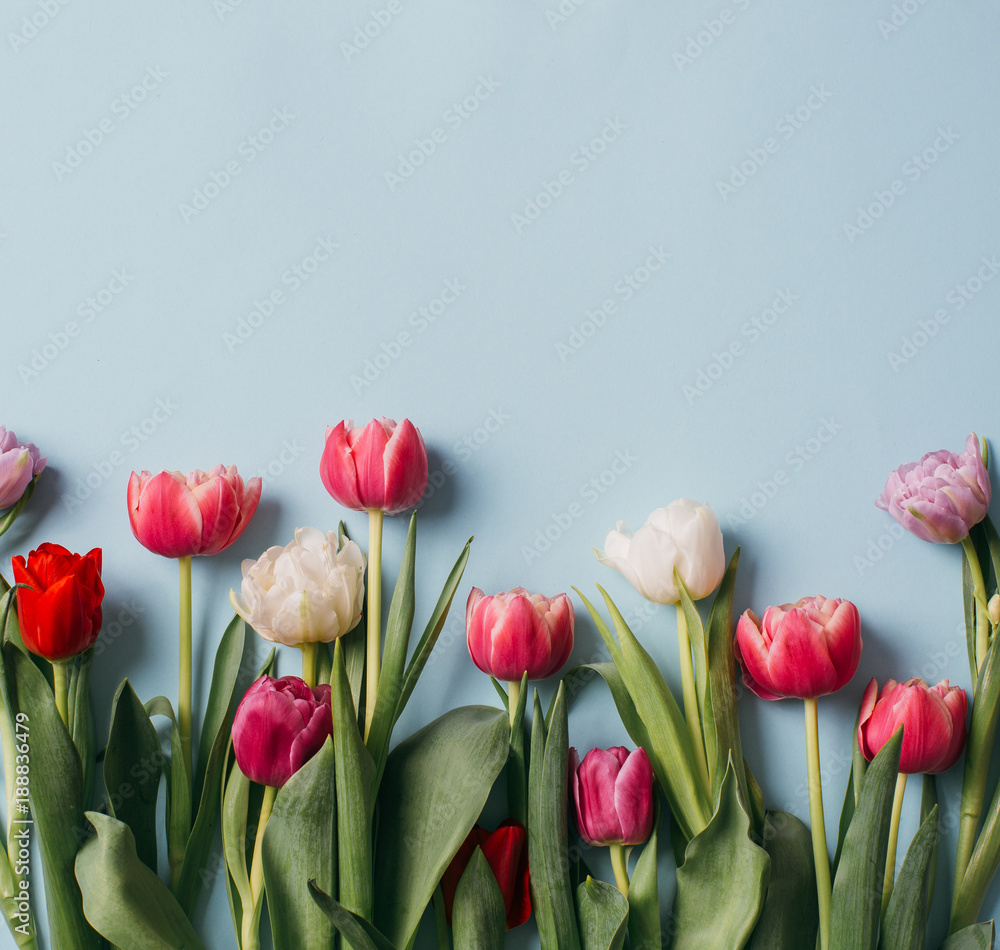 Fresh tulips on a white table, top view. Copy space.