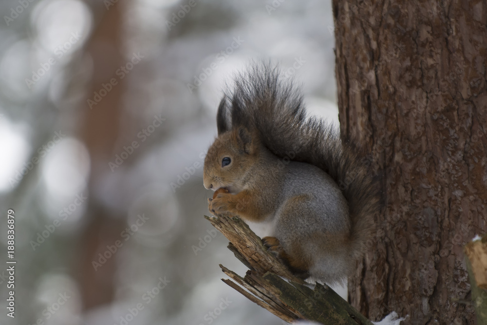 A squirrel on a branch in a winter forest eats hazelnuts, keeping it in its paws A squirrel on a branch in a winter forest eats hazelnuts, keeping it in its paws