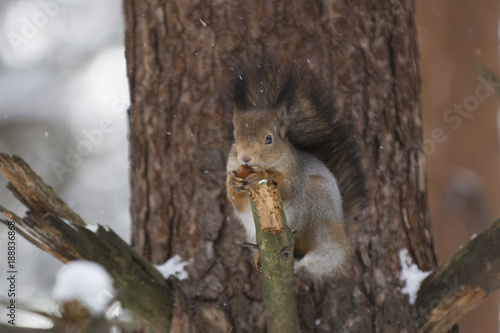 A squirrel on a branch in a winter forest eats hazelnuts, keeping it in its paws