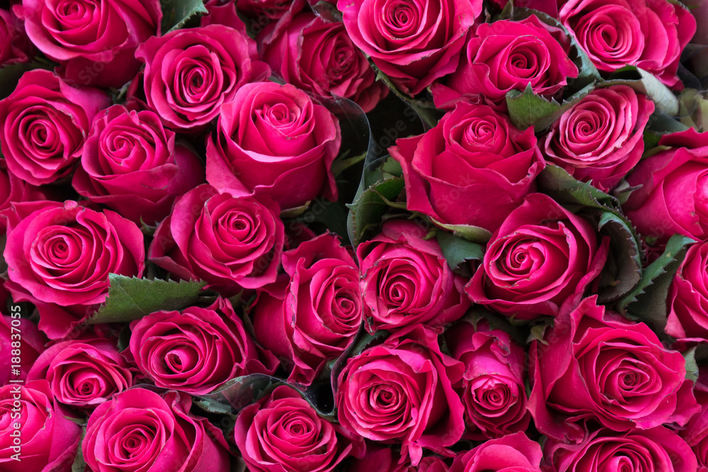Obraz premium Rosa Rosen zum Valentinstag