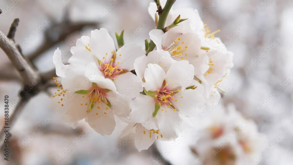 Spring flower on tree. Macro nature composition. Spring flower on tree. Macro nature composition.