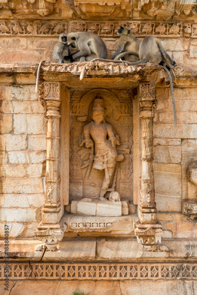 Hanuman Langur Family on the wall of a Temple in Chittorgarh, Rajasthan