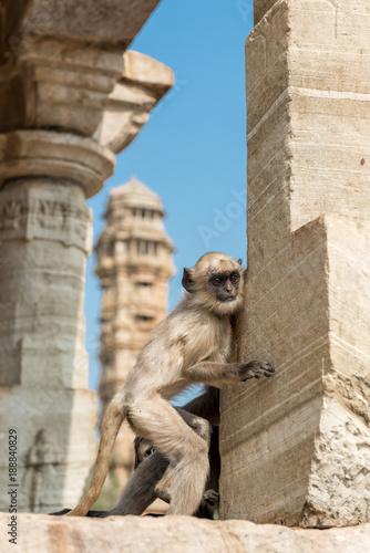 Young Hanuman Langur on a Temple with Vijaya Stambha Tower in Chittorgarh, Rajasthan photo