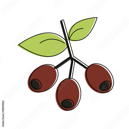 Coffee beans plant icon vector illustration graphic design