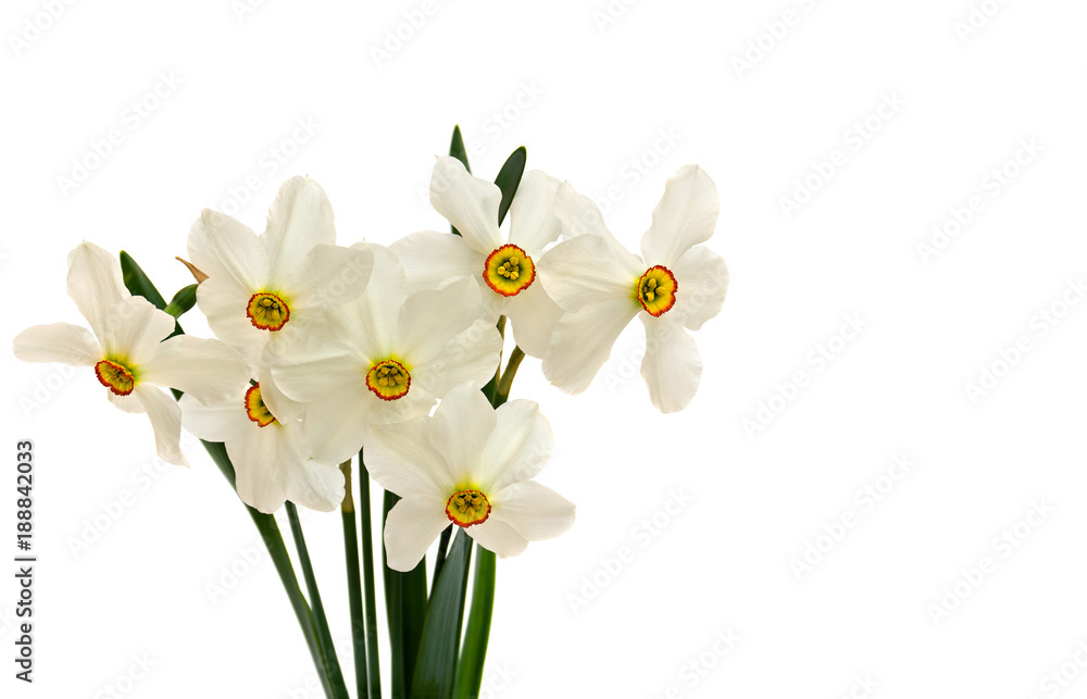 White wild narcissus (Narcissus poeticus) on white background with space for text White wild narcissus (Narcissus poeticus) on white background with space for text