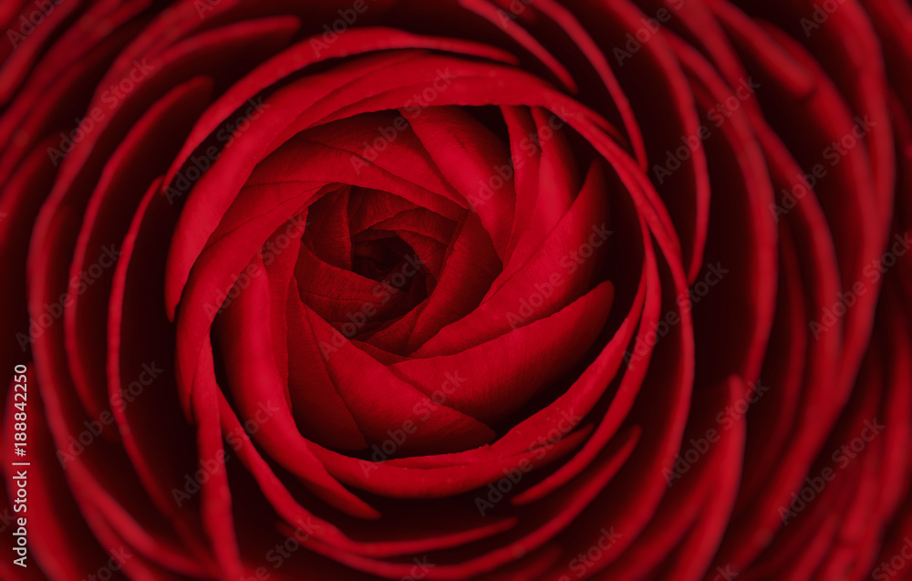 Close up of vivid red ranunculus flower. beautiful spring flower, floral pattern, macro Close up of vivid red ranunculus flower. beautiful spring flower, floral pattern, macro