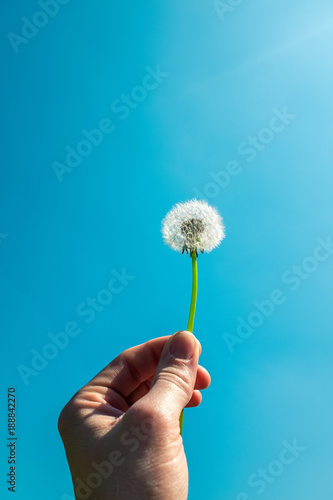 Dandelion seed head held by hand against blue sky