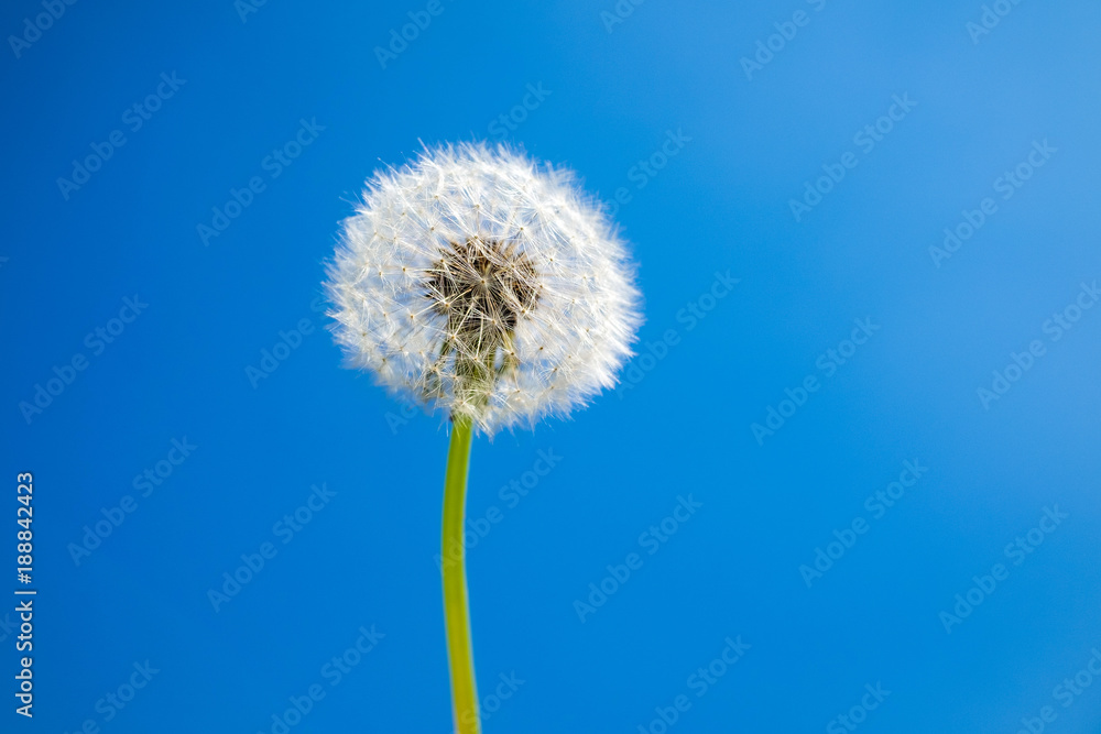 Dandelion seed head against blue sky with copy space