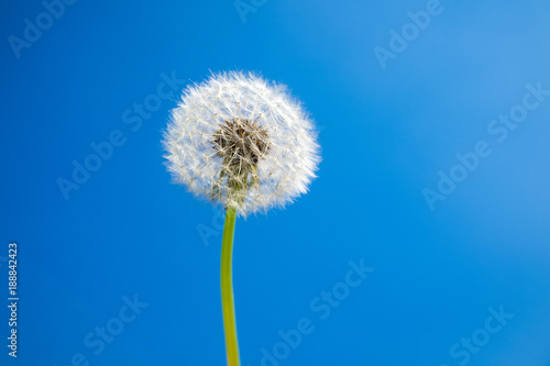 Dandelion seed head against blue sky with copy space