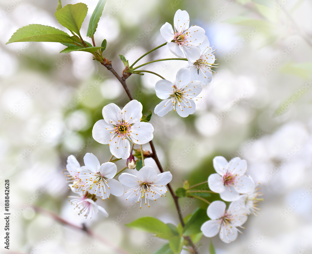 Blooming cherry tree, flowers with leaves on twig on a spring day Blooming cherry tree, flowers with leaves on twig on a spring day