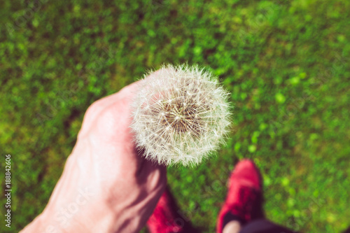 Fototapeta Naklejka Na Ścianę i Meble -  Dandelion seed head against blue sky with copy space
