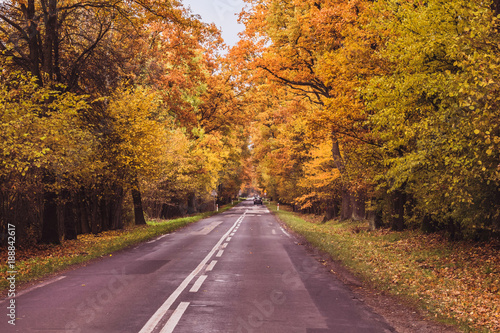 Droga przez las. Jesienny krajobraz z drog  . Drzewa w jesiennych kolorach.
