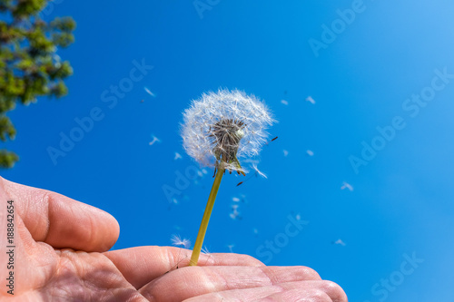 Fototapeta Naklejka Na Ścianę i Meble -  Partly blown dandelion with flying seeds against blue sky