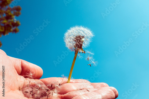Fototapeta Naklejka Na Ścianę i Meble -  Partly blown dandelion with flying seeds against blue sky