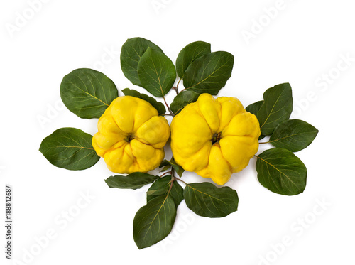 Ripe yellow juicy quince (Cydonia oblonga) with leaves on white background. Top view, flat lay. photo
