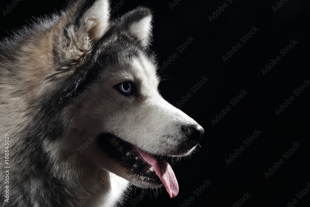 Fototapeta premium chien de race husky sibérien gris adulte en studio sur fond noir