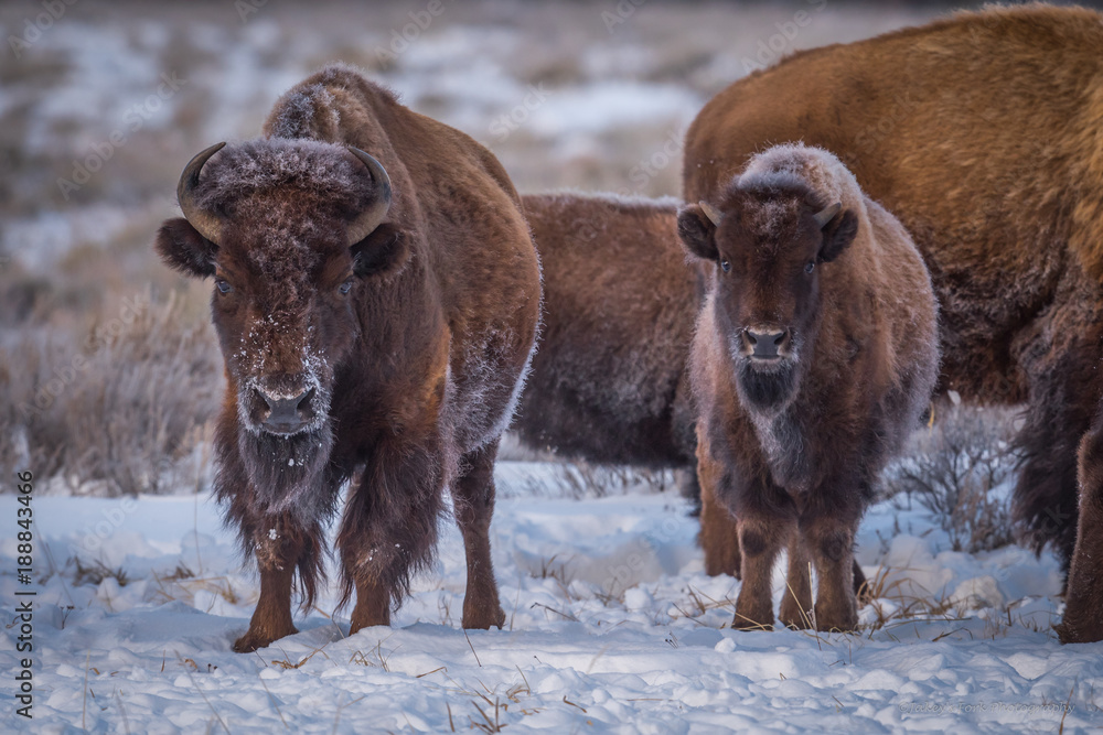Fototapeta premium Father and Son Bison