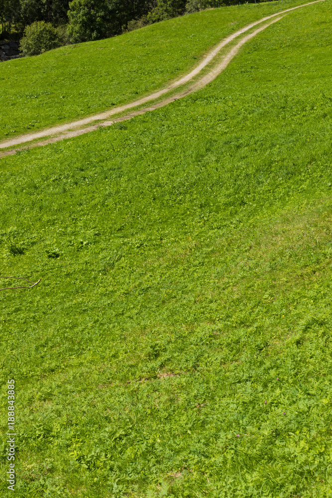 green summer pasture with carrareccia road green summer pasture with carrareccia road