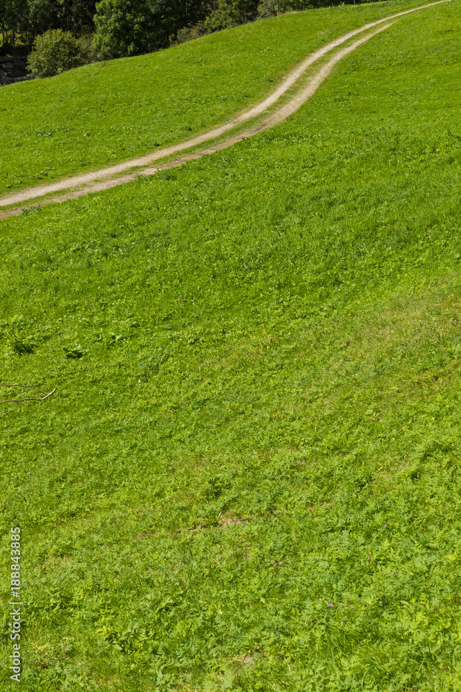 green summer pasture with carrareccia road