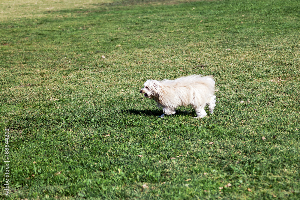 Toy Poodle Running in the Park Toy Poodle Running in the Park