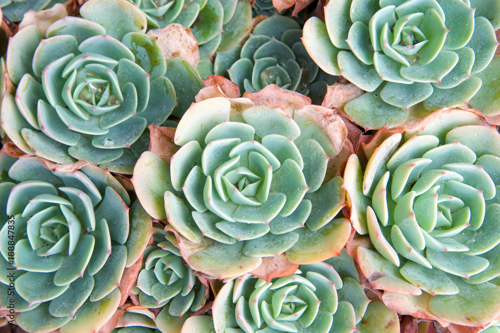Fototapeta premium succulent echeveria with dying petals on edges. Echeveria is a large genus of flowering plants native to semi-desert areas of Central America, Mexico and northwestern South America. Drought resistant