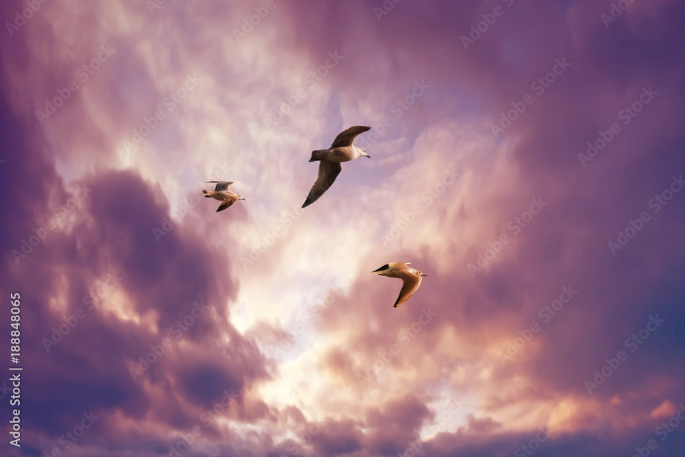 Fototapeta premium Seagulls flying in a sunset sky