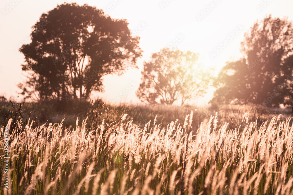 Obraz premium Focusing on blowing flower grass on windy day with blurry silhouetted trees in background inside tropical forest with warm light from sunset.