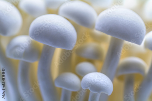 White Bunapi-shimeji mushrooms close up and isolated on white