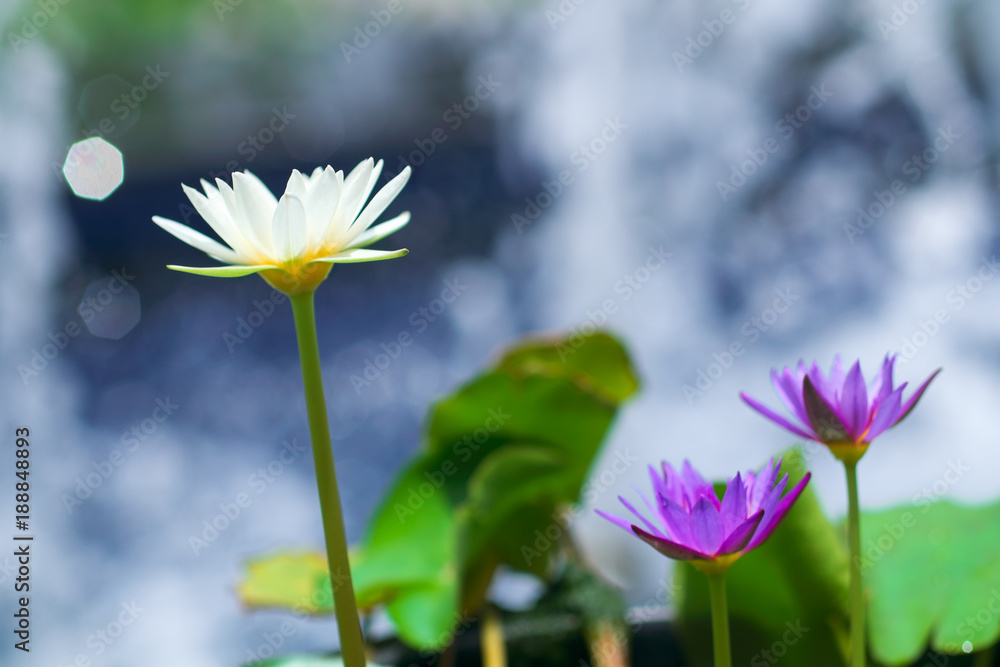 Εκτύπωση καμβά Close up of beautiful white and pink lotus flower.
