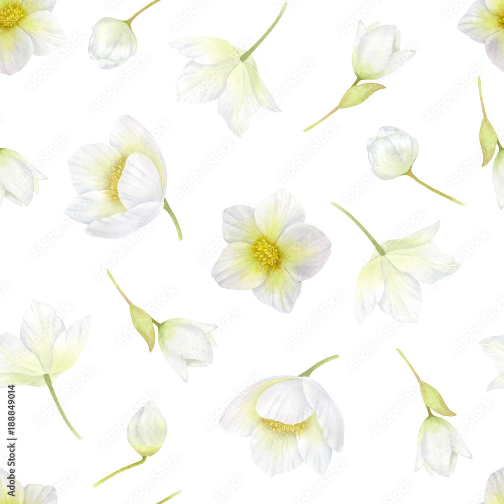 Hellebore. White flowers seamless pattern. Spring, winter flowers watercolor romantic or wedding background