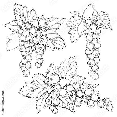 Wallpaper Mural Vector set with outline Red currant bunch, berry and leaves in black isolated on white background