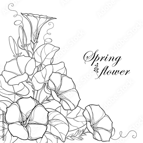 Vector corner bouquet with outline Ipomoea or Morning glory flower, leaf and bud in black isolated on white background. Perennial climbing plant in contour style for summer design and coloring book.