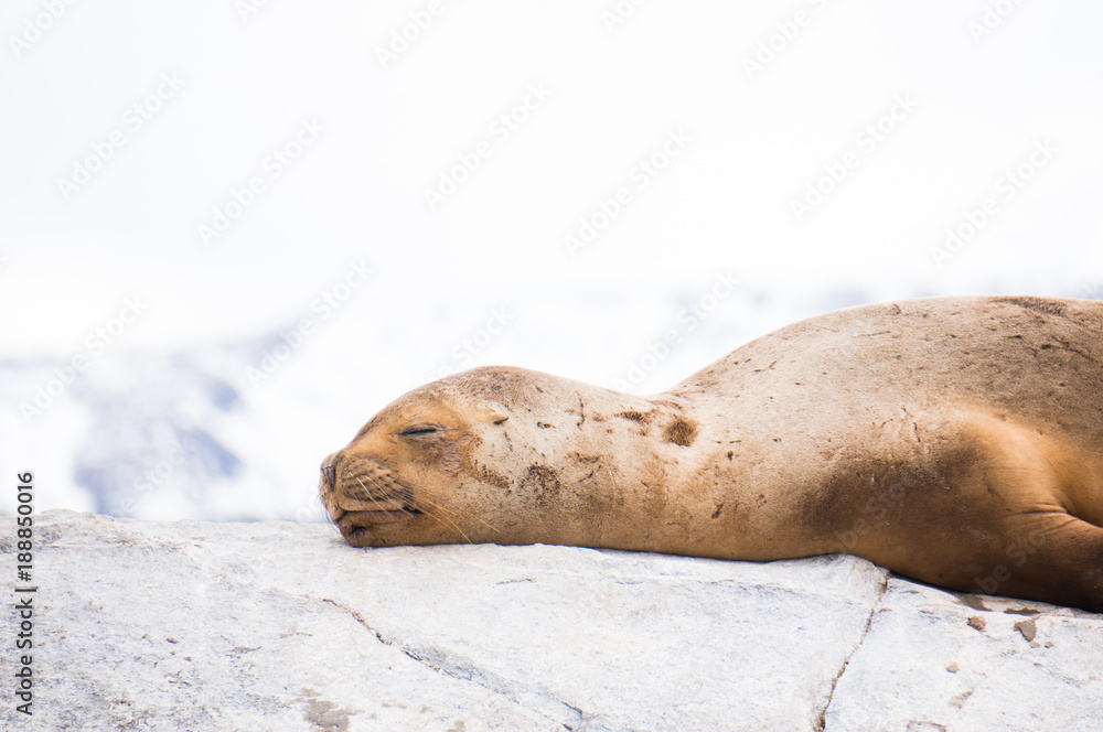 オットセイの可愛い寝顔 Stock 写真 Adobe Stock