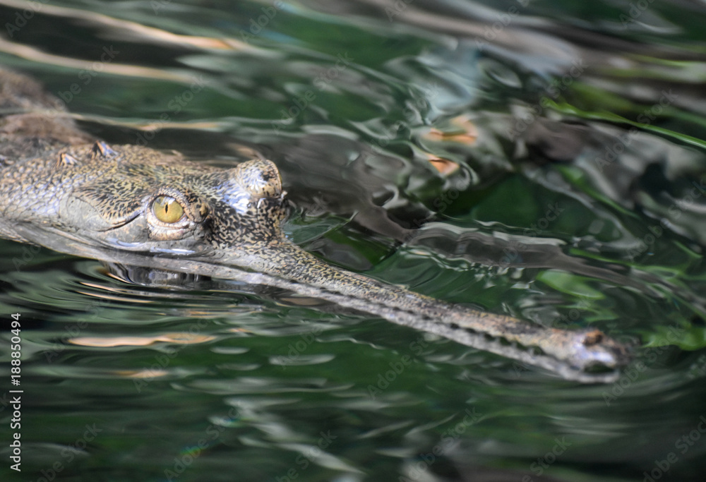 Fototapeta premium Swamp Monster Actually a Gavial Crocodile in a River