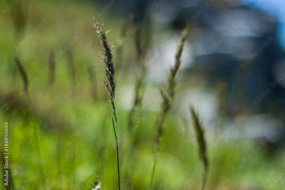 A Grass Thread On A Green Background A Grass Thread On A Green Background