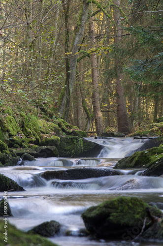 Forest river with rocks