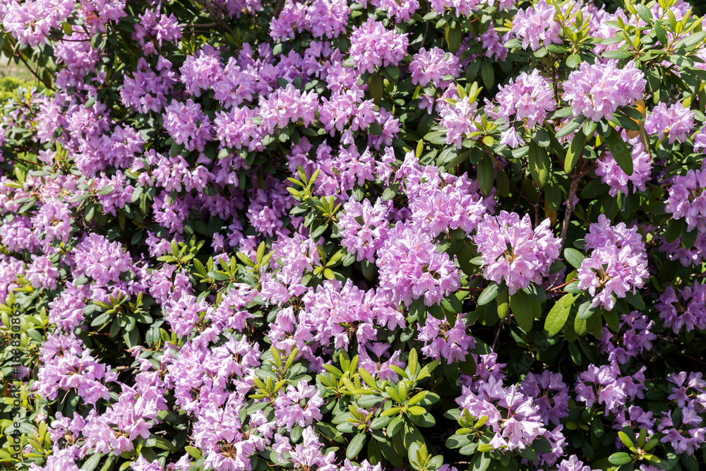 Naklejka premium Beautiful floral background with purple flower of rhododendron