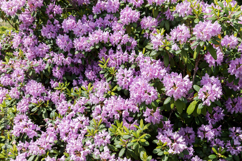 Beautiful floral background with purple flower of rhododendron